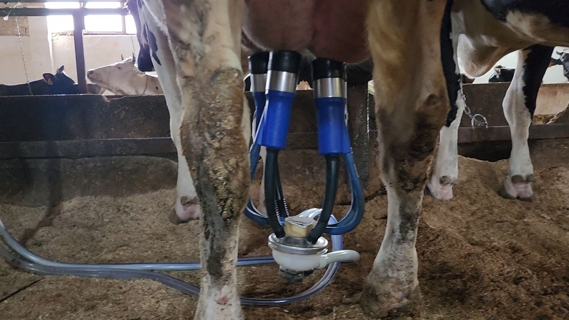 Бронницы, Производство молока, Коровье молоко,