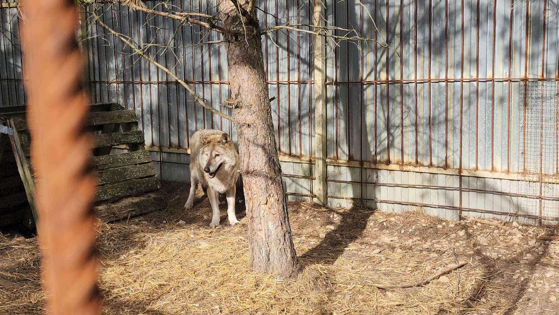 благотворительность, реабилитация, приют для животных,