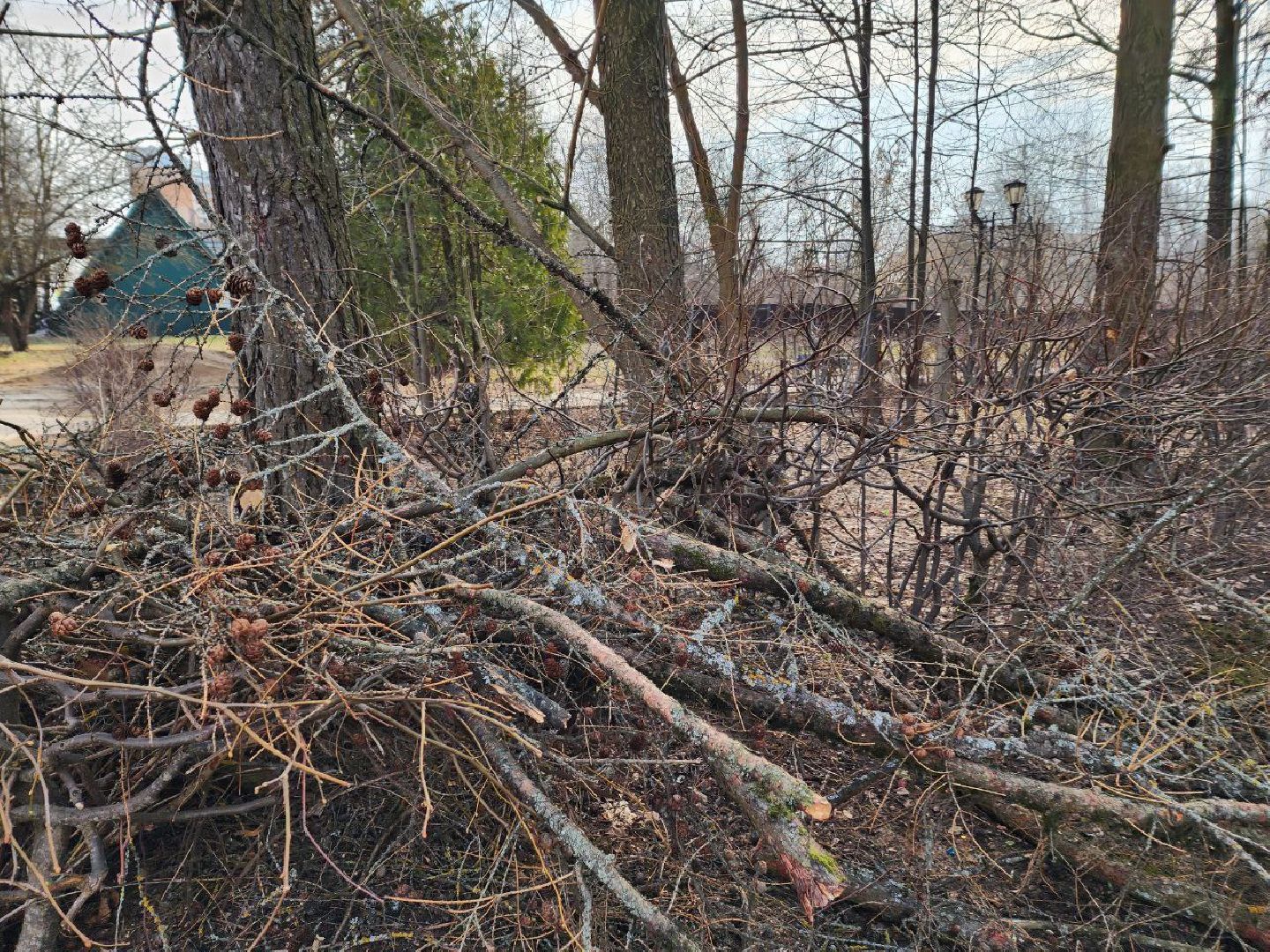 солнечногорск, сухостойные деревья, жители, рабочие, городской парк,