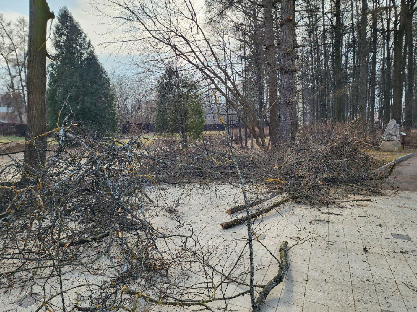 солнечногорск, сухостойные деревья, жители, рабочие, городской парк,