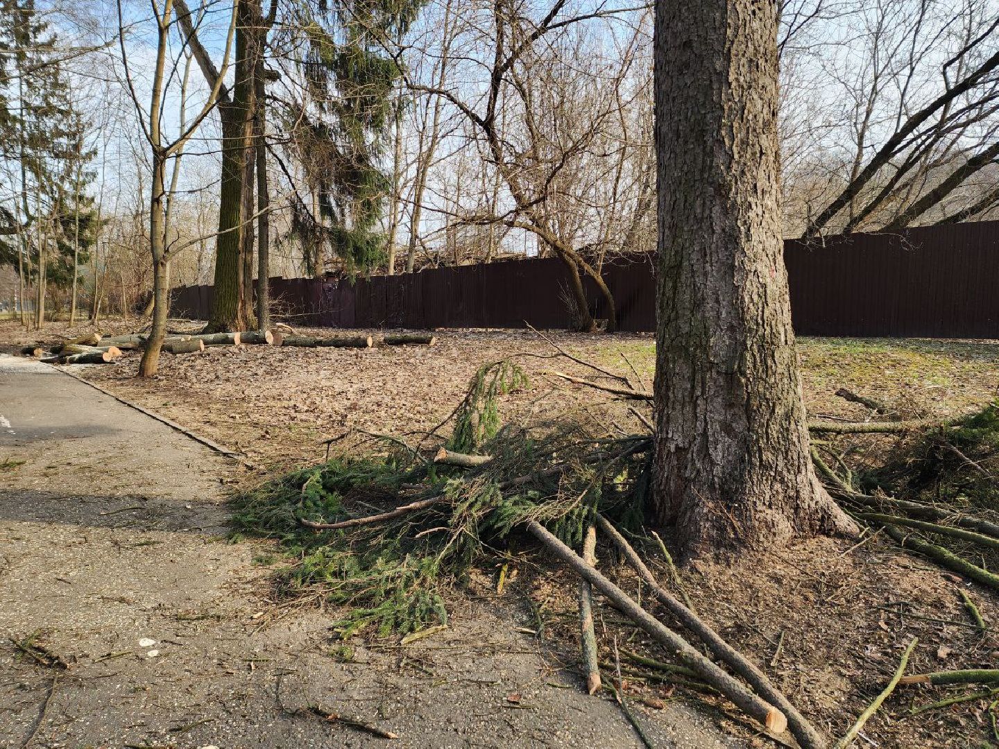 солнечногорск, сухостойные деревья, жители, рабочие, городской парк,