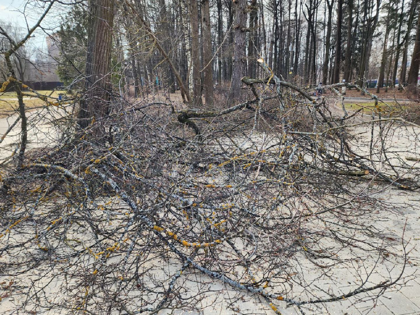 солнечногорск, сухостойные деревья, жители, рабочие, городской парк,