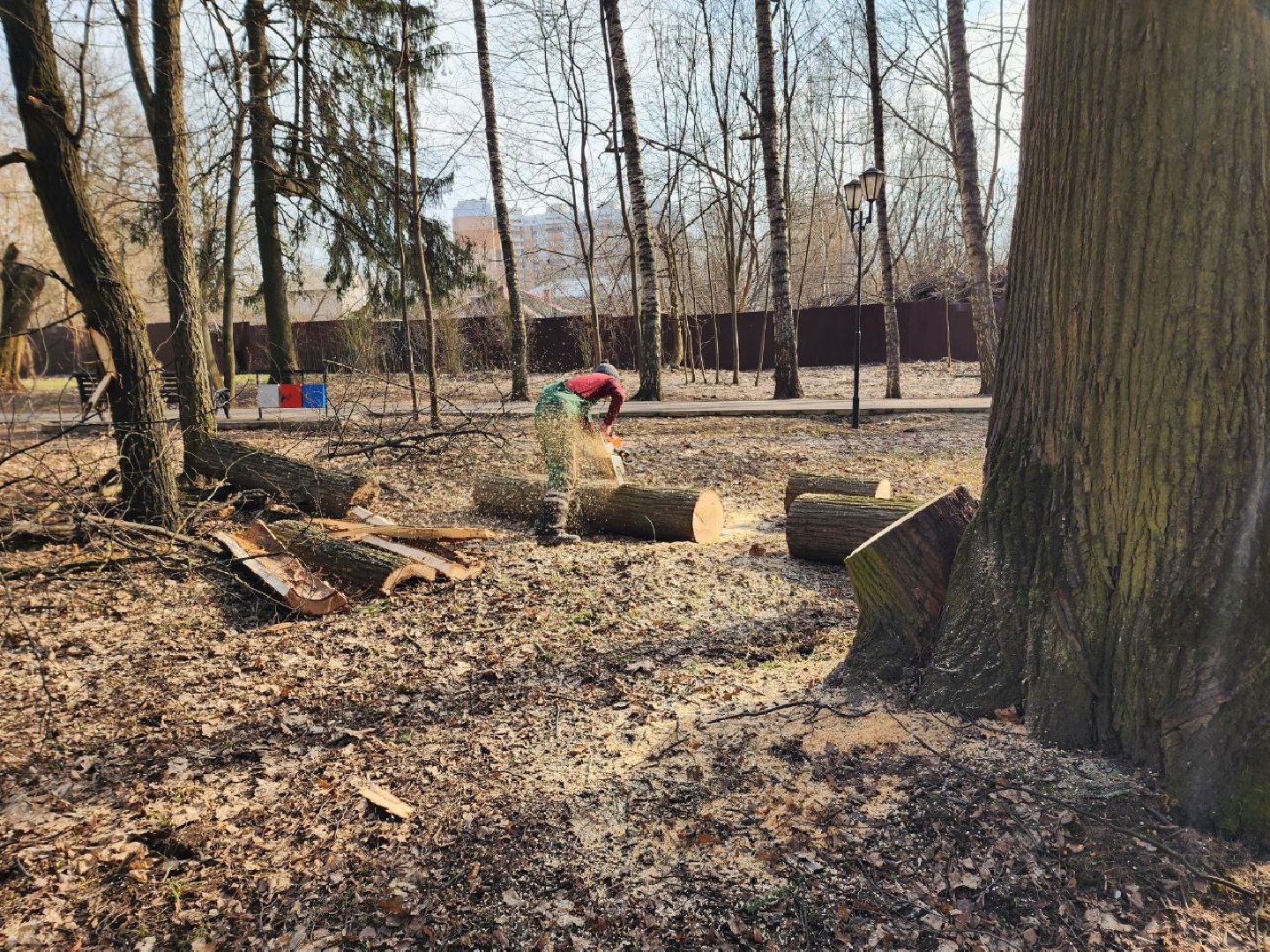 солнечногорск, сухостойные деревья, жители, рабочие, городской парк,