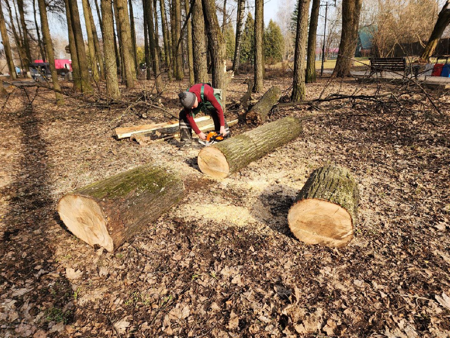 солнечногорск, сухостойные деревья, жители, рабочие, городской парк,