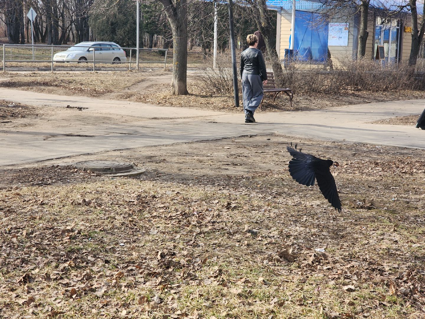 пущино, экология, серпухов, птицы, птицы подмосковья,