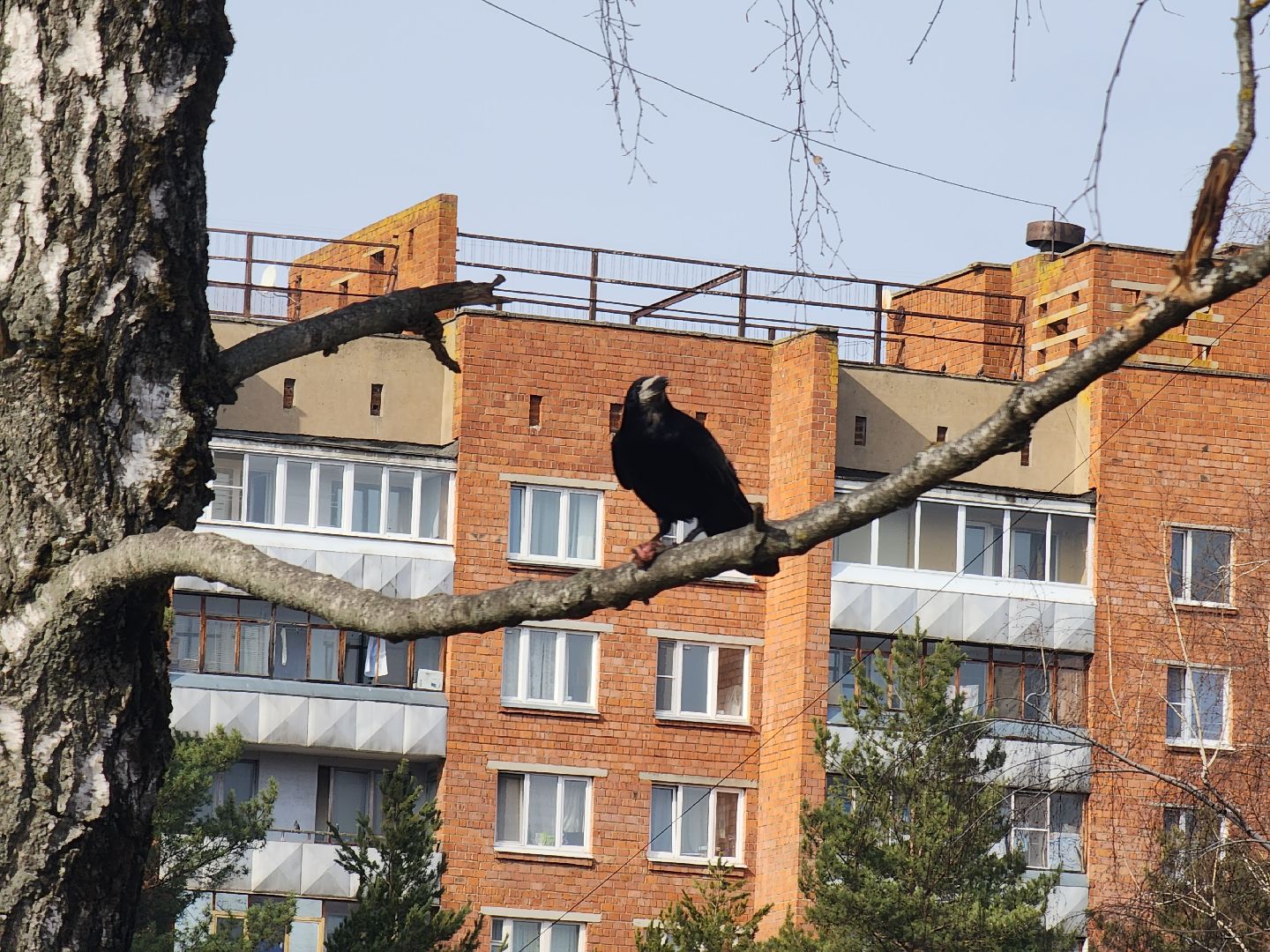 пущино, экология, серпухов, птицы, птицы подмосковья,