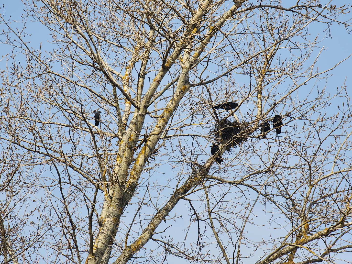 пущино, экология, серпухов, птицы, птицы подмосковья,