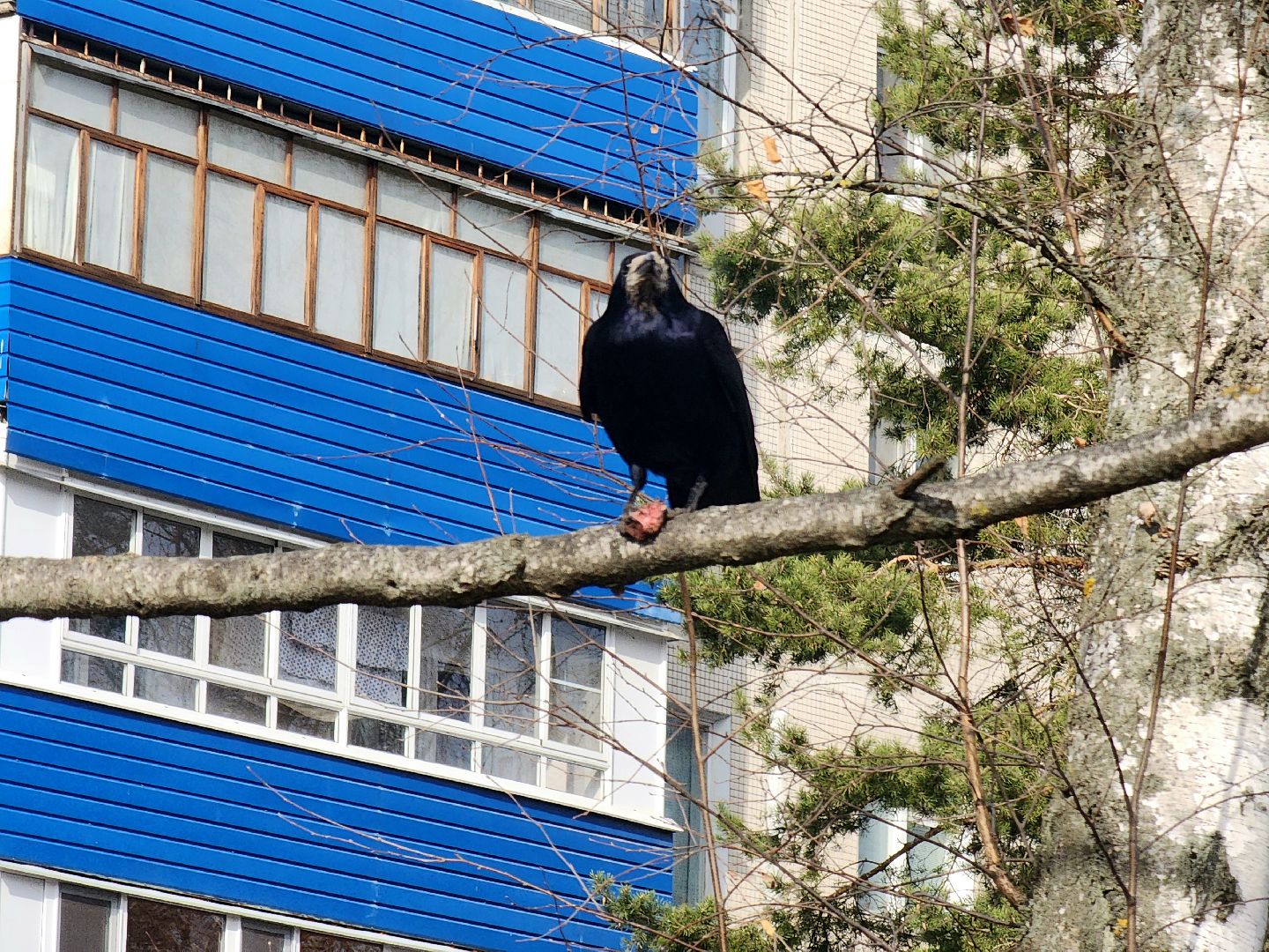 пущино, экология, серпухов, птицы, птицы подмосковья,