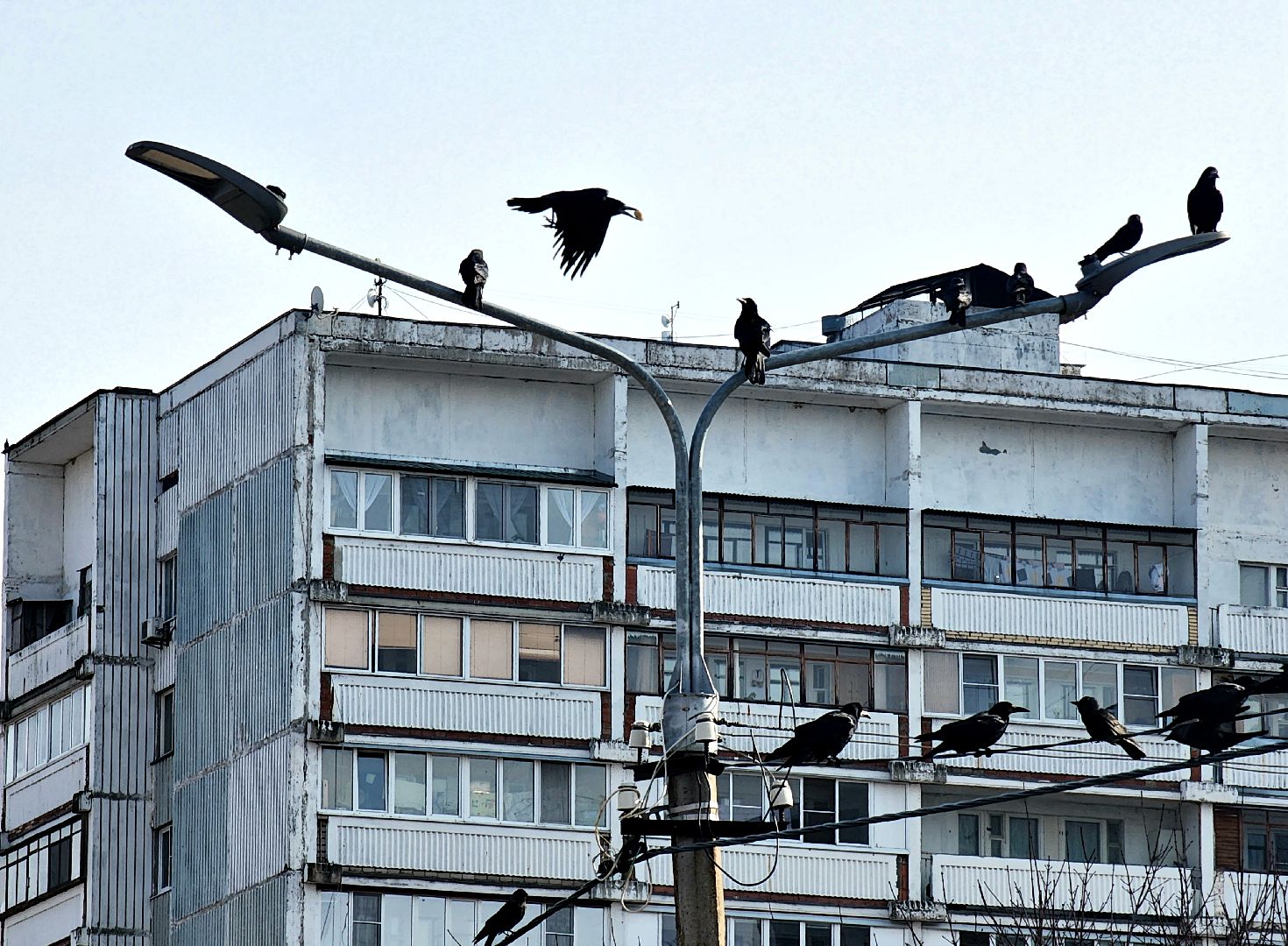 пущино, экология, серпухов, птицы, птицы подмосковья,