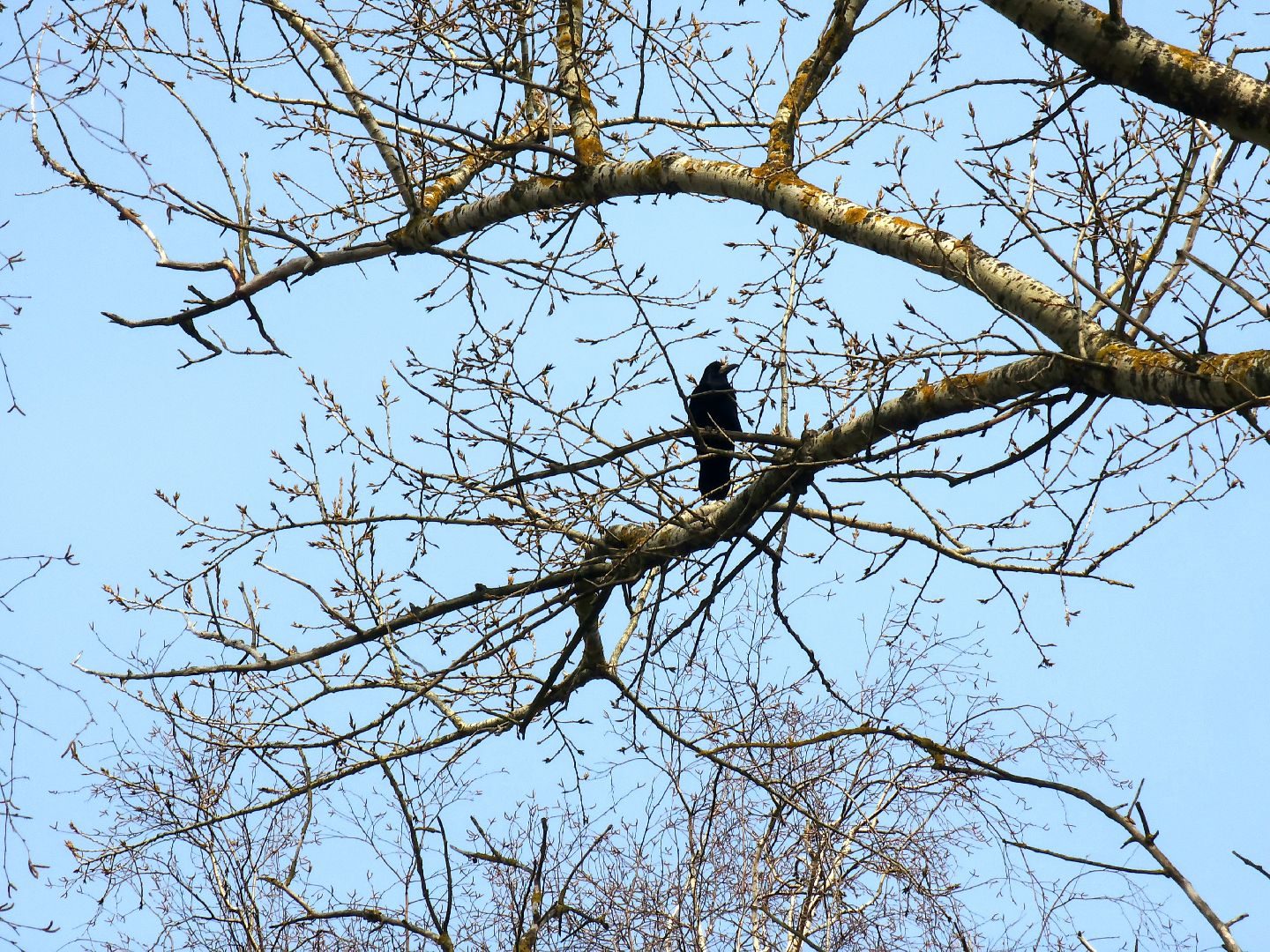 пущино, экология, серпухов, птицы, птицы подмосковья,