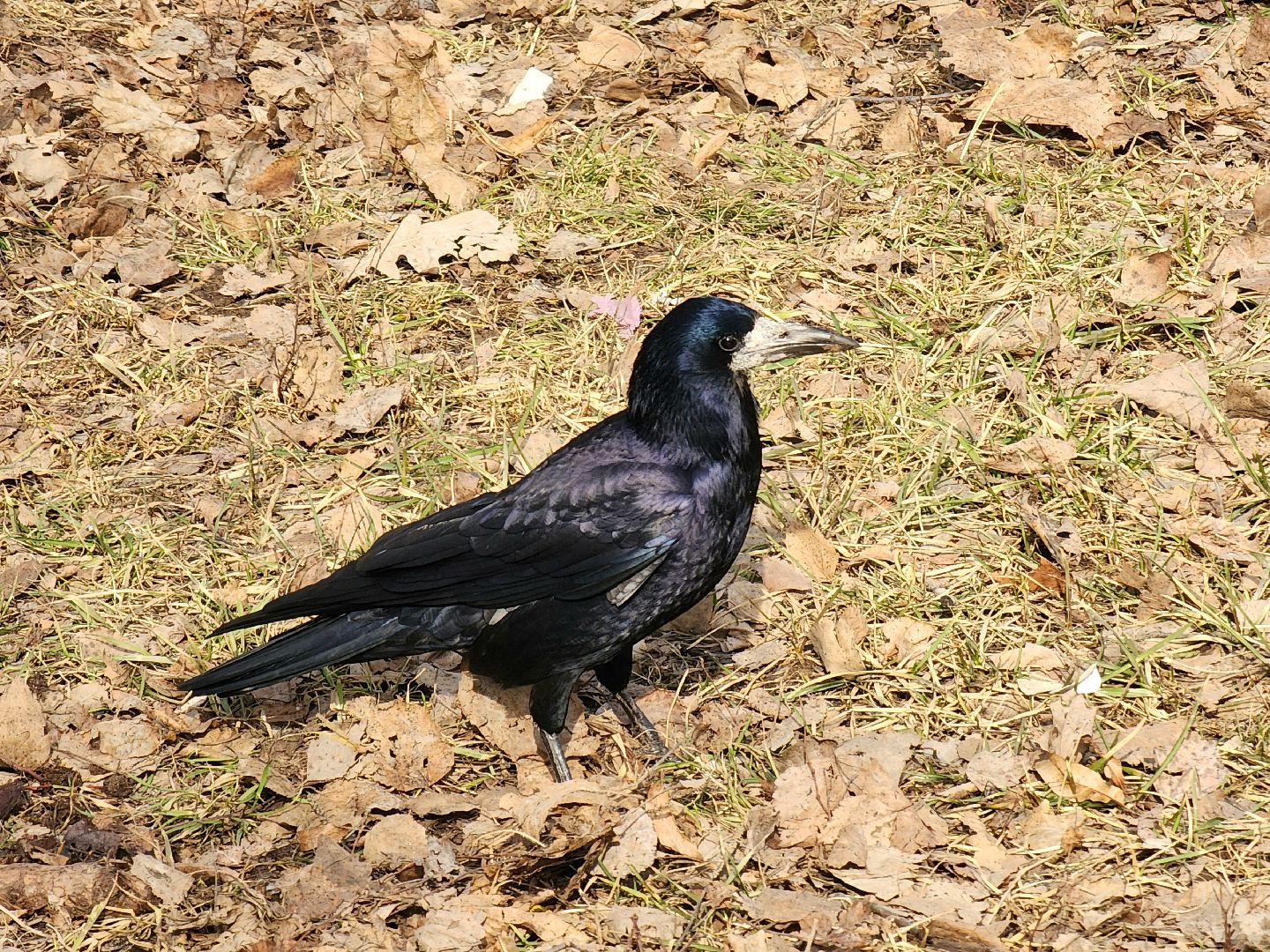 пущино, экология, серпухов, птицы, птицы подмосковья,