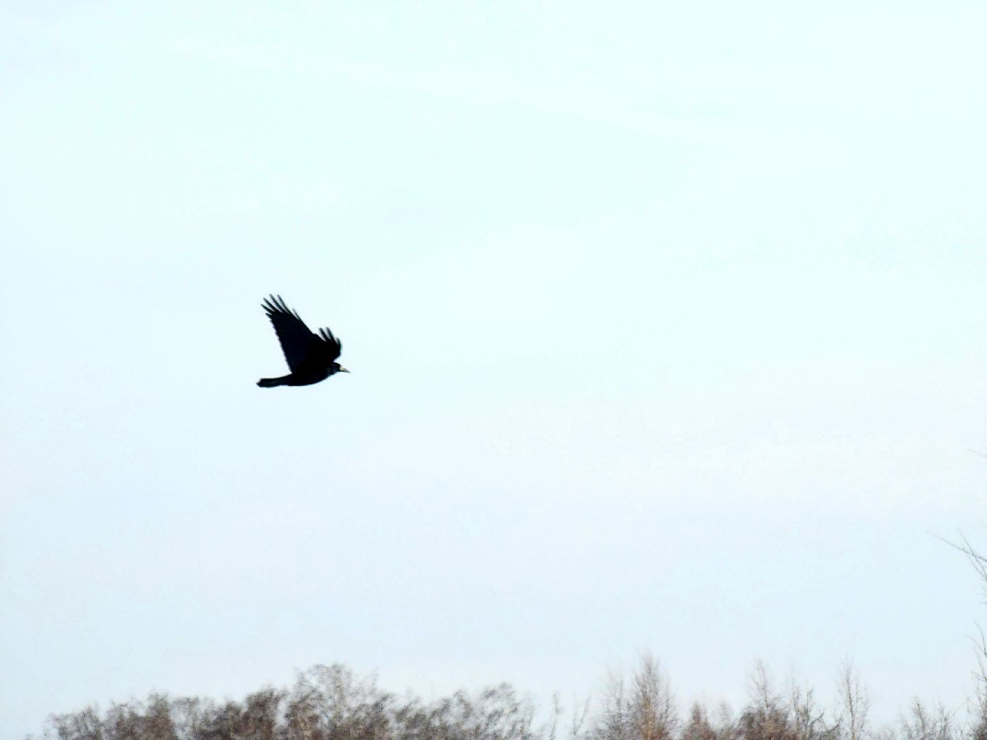 пущино, экология, серпухов, птицы, птицы подмосковья,