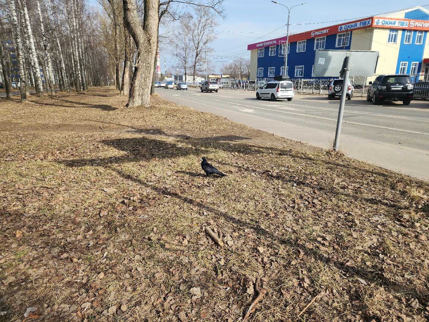 пущино, экология, серпухов, птицы, птицы подмосковья,