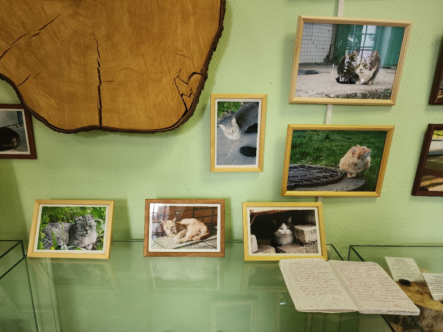 шатурский краеведческий музей, выставка, кошки,шатурский центр созвездие, ДШИ шатура,