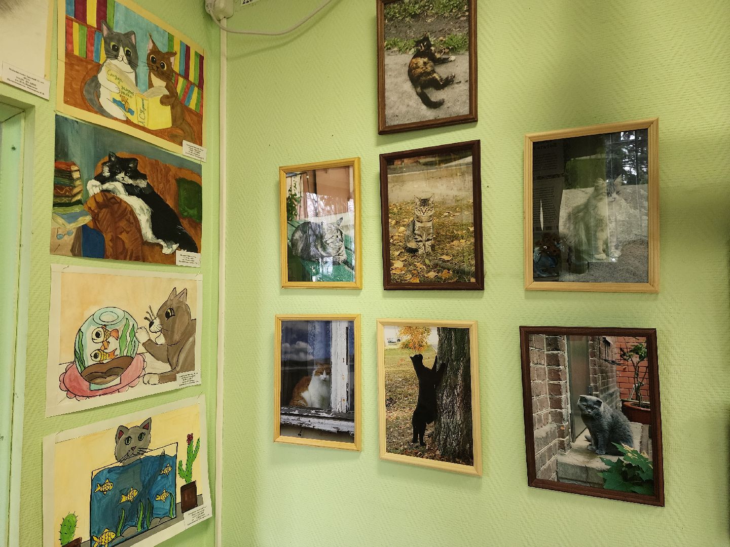 шатурский краеведческий музей, выставка, кошки,шатурский центр созвездие, ДШИ шатура,