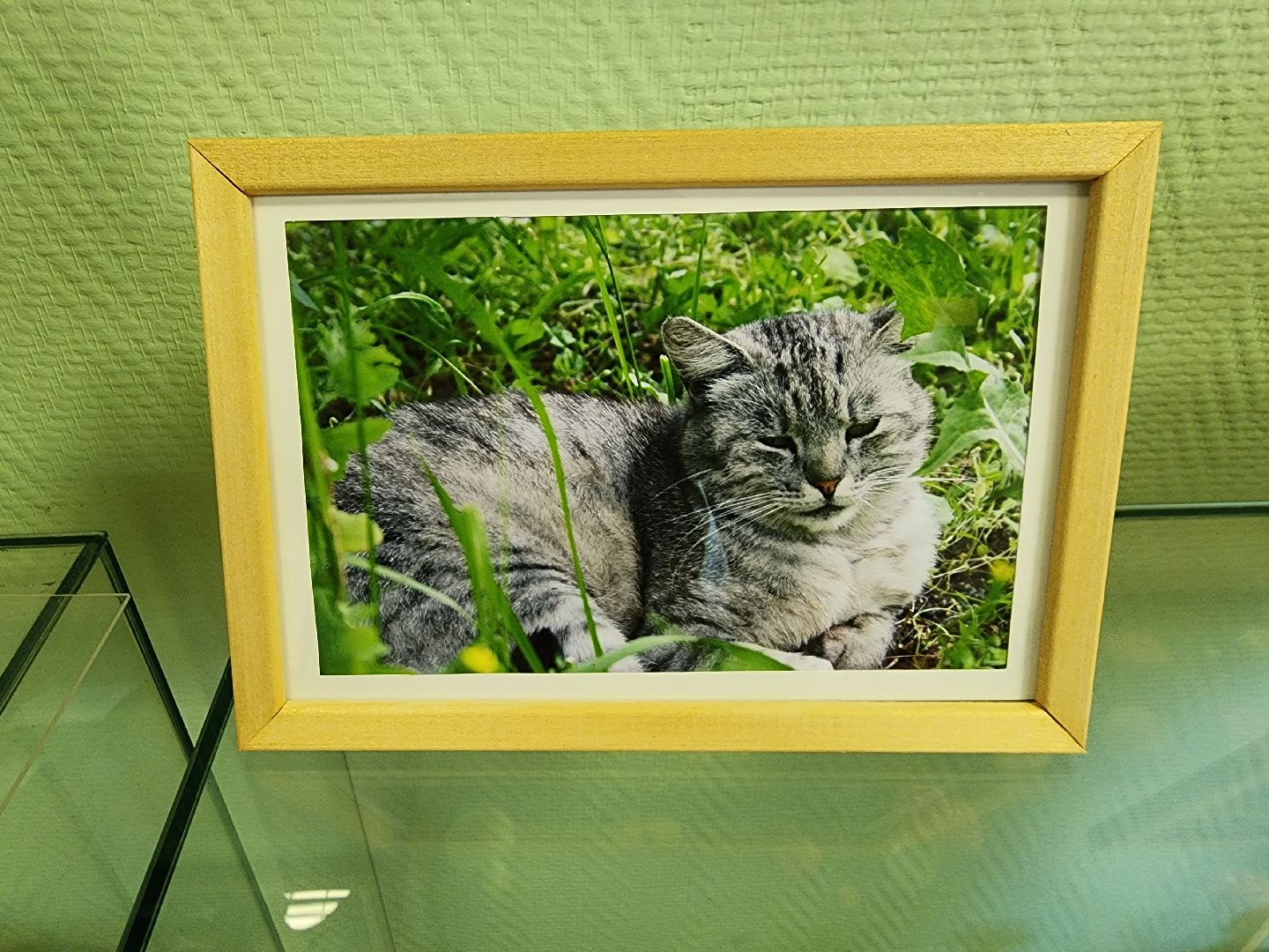 шатурский краеведческий музей, выставка, кошки,шатурский центр созвездие, ДШИ шатура,