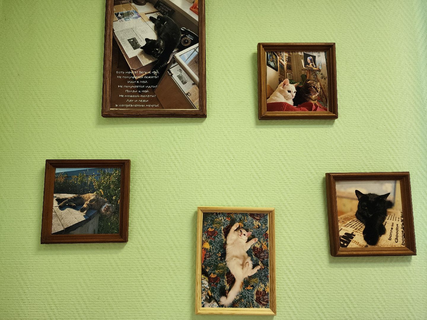 шатурский краеведческий музей, выставка, кошки,шатурский центр созвездие, ДШИ шатура,