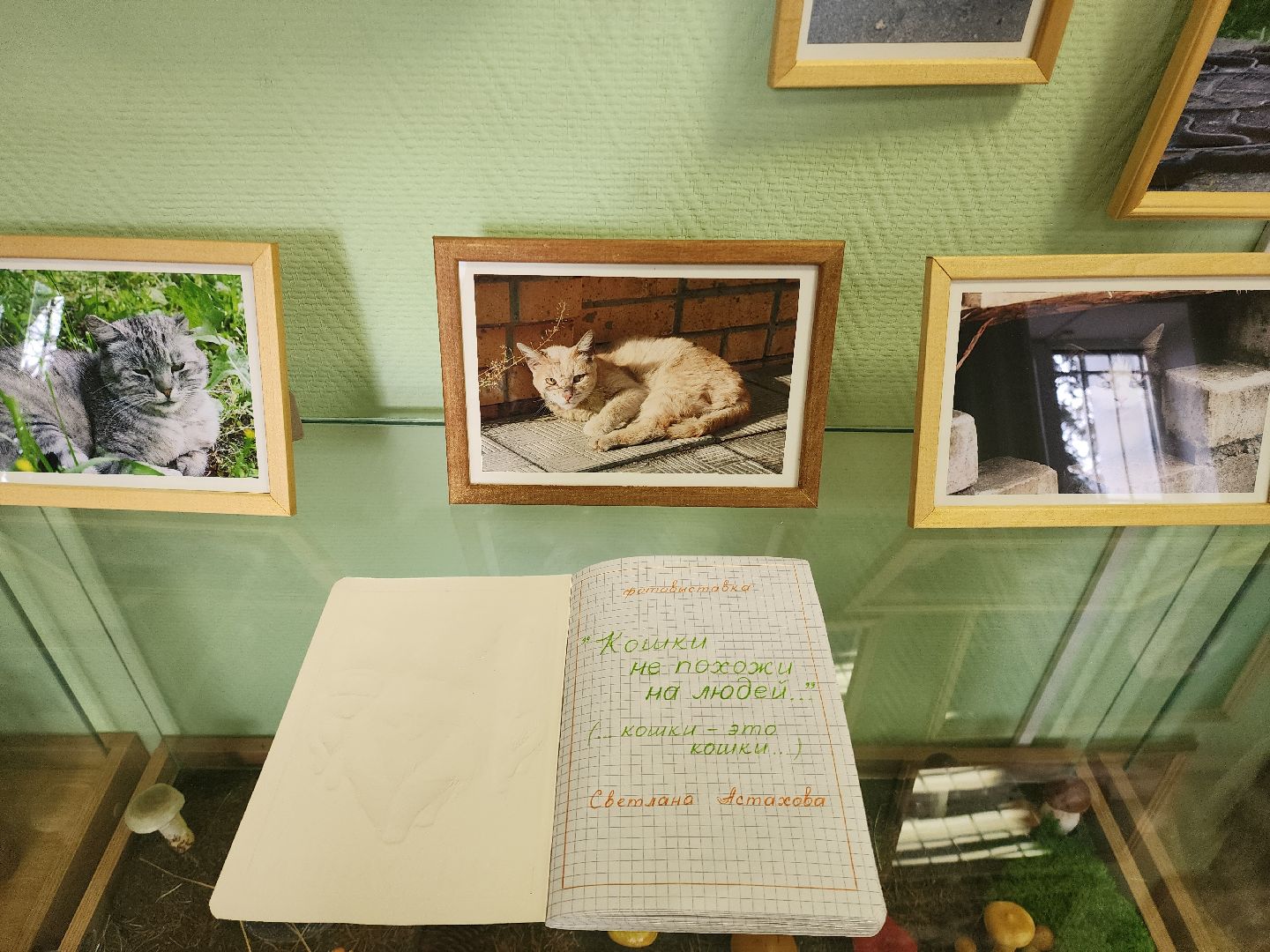 шатурский краеведческий музей, выставка, кошки,шатурский центр созвездие, ДШИ шатура,