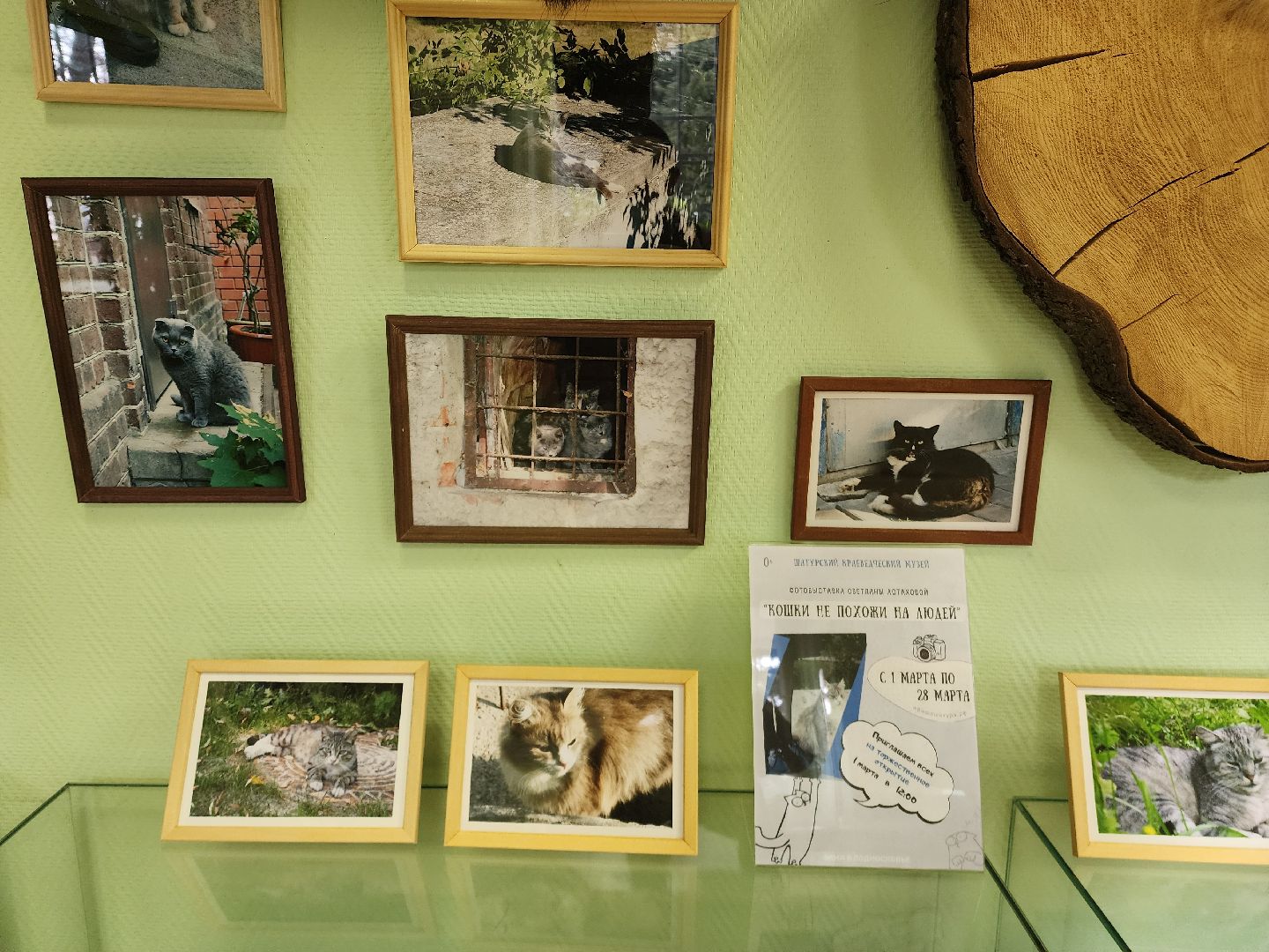 шатурский краеведческий музей, выставка, кошки,шатурский центр созвездие, ДШИ шатура,