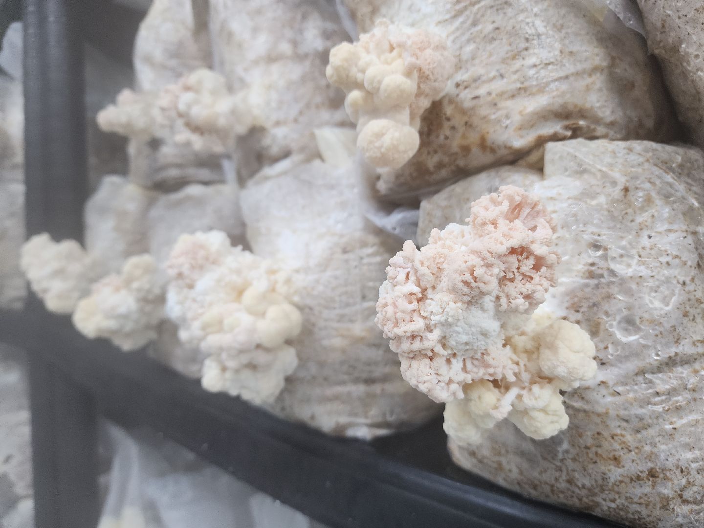 красногорск, нахабино, грибная ферма, сделано в подмосковье,