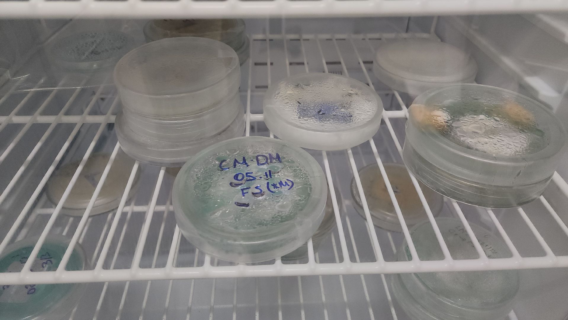 красногорск, сделано в подмосковье, грибы, импортозамещение,