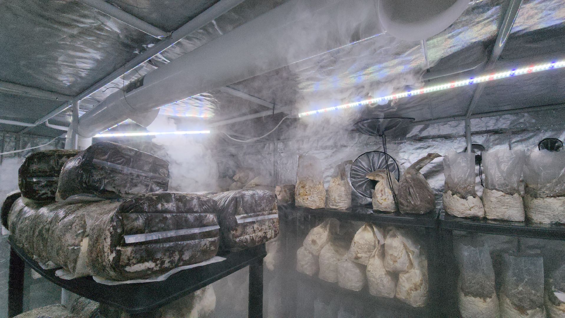 красногорск, сделано в подмосковье, грибы, импортозамещение,