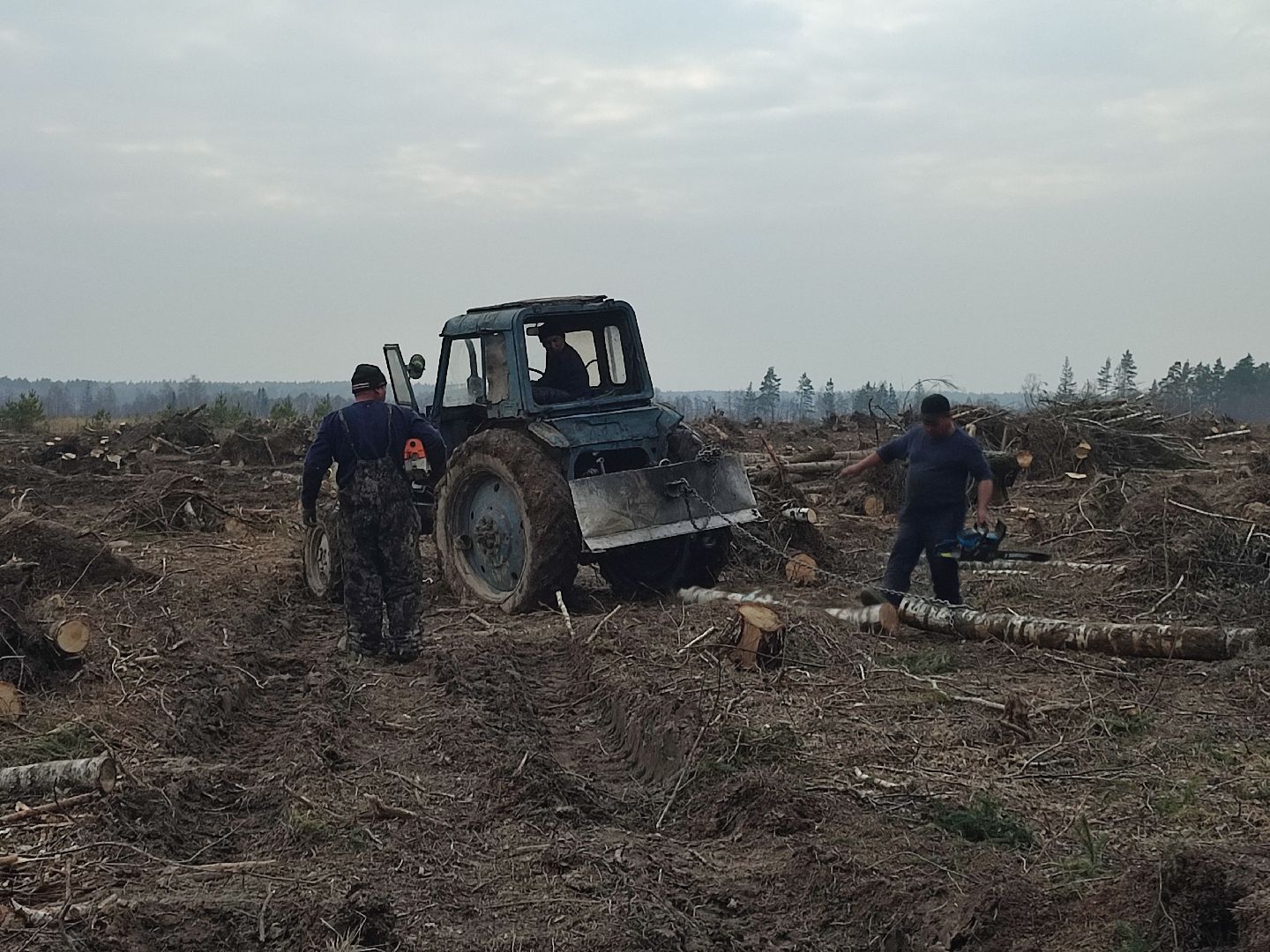 Егорьевск, Санитарная вырубка, Подмосковье, Московская область,