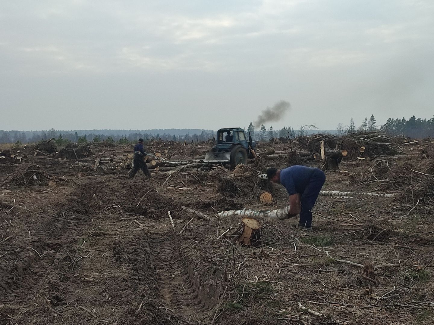 Егорьевск, Санитарная вырубка, Подмосковье, Московская область,