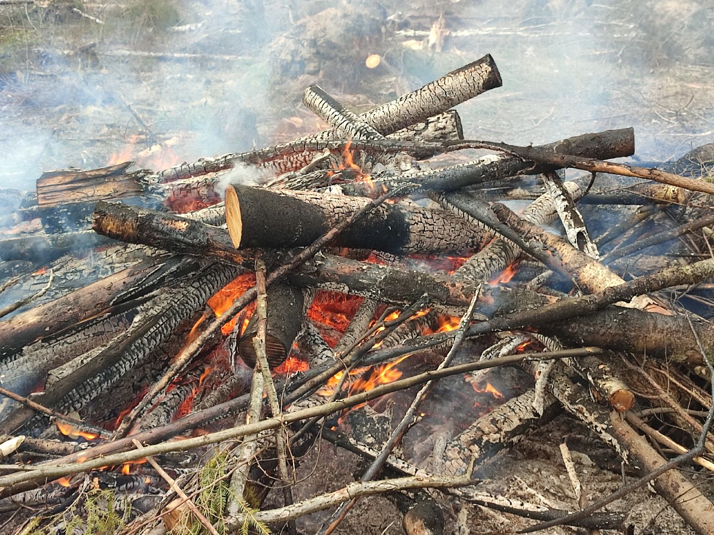 Егорьевск, Санитарная вырубка, Подмосковье, Московская область,