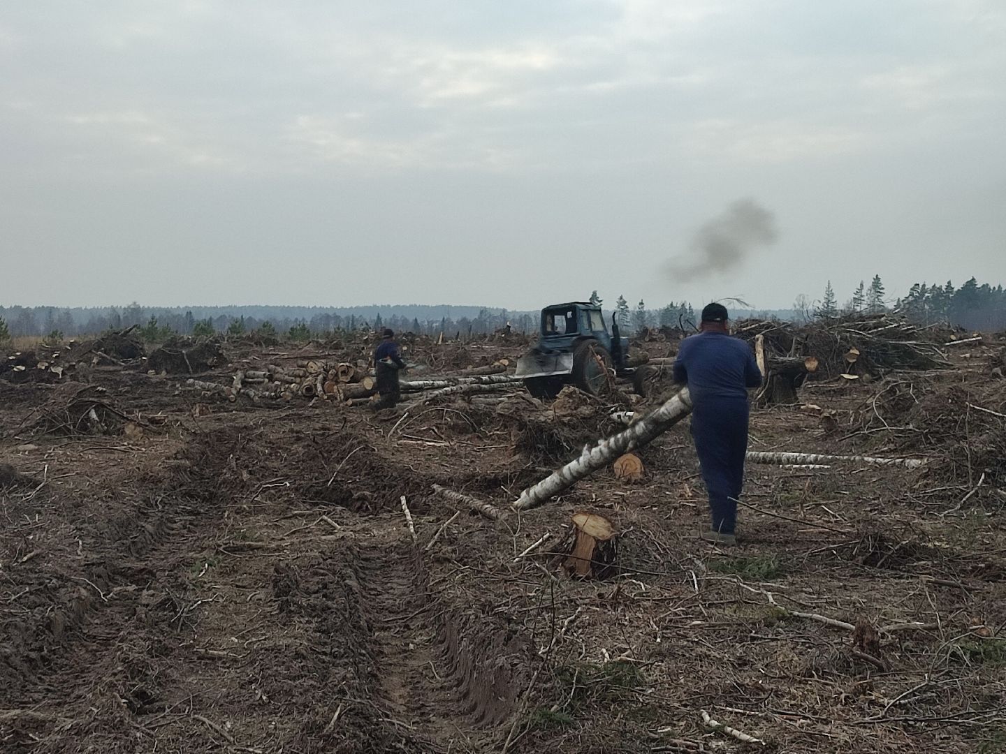 Егорьевск, Санитарная вырубка, Подмосковье, Московская область,