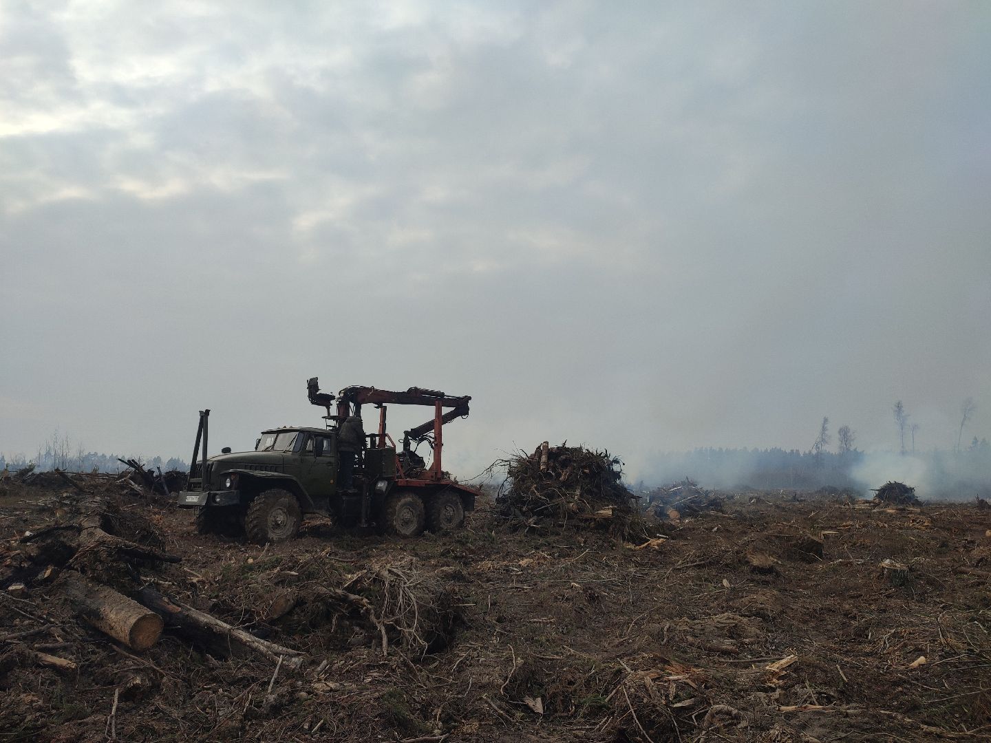 Егорьевск, Санитарная вырубка, Подмосковье, Московская область,