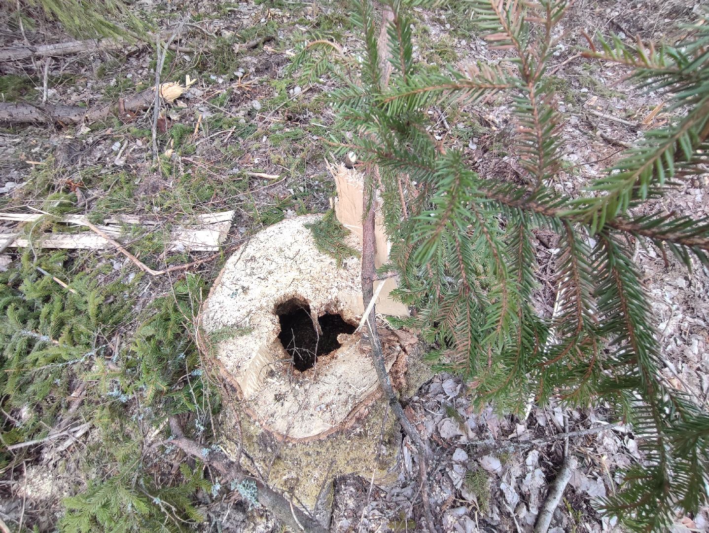 Егорьевск, Санитарная вырубка, Подмосковье, Московская область,