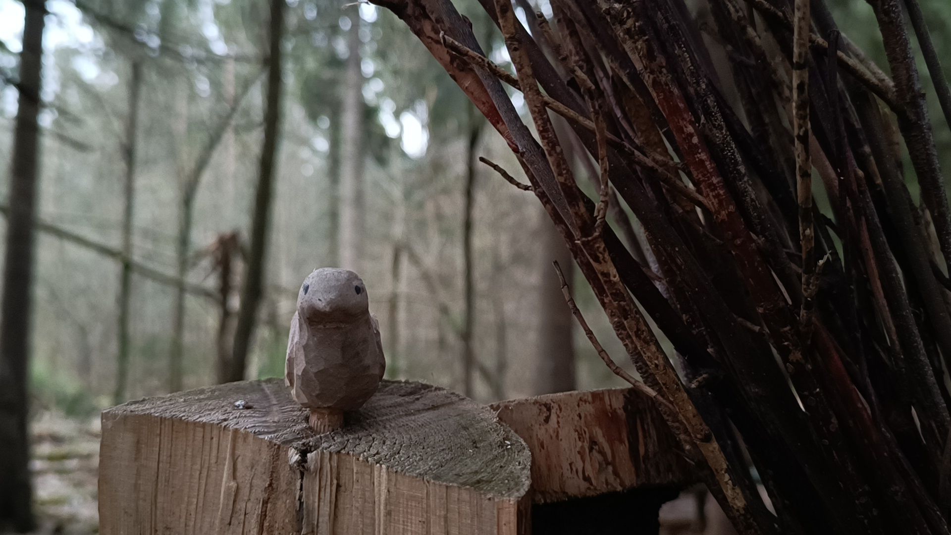 туризм, лобня, лесопарк,