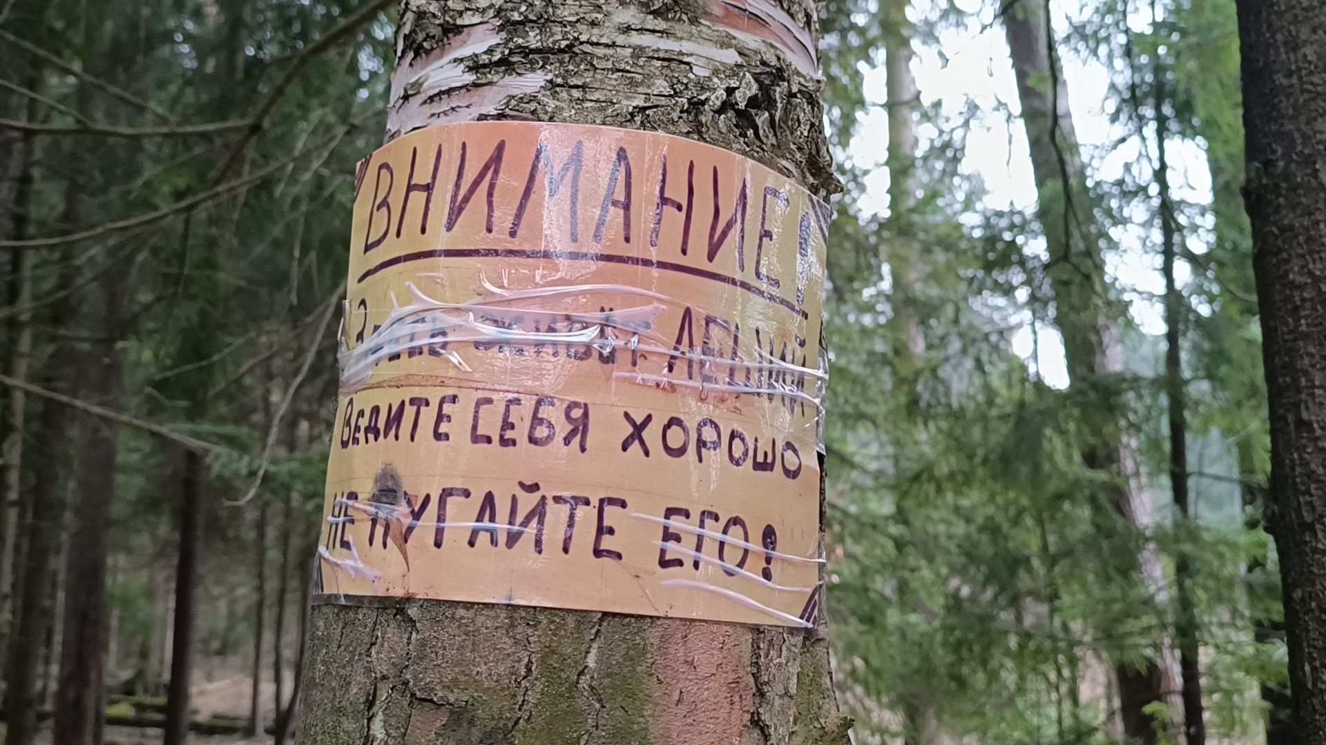 туризм, лобня, лесопарк,