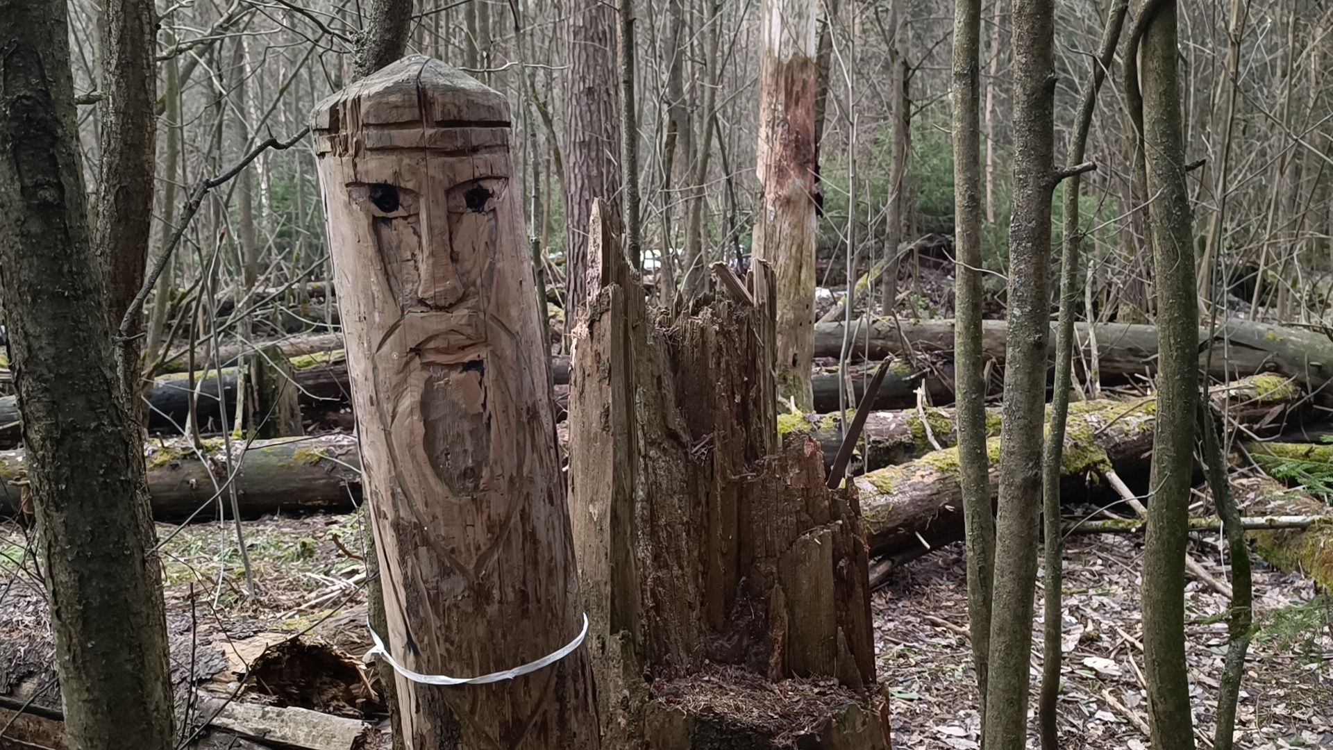 туризм, лобня, лесопарк,