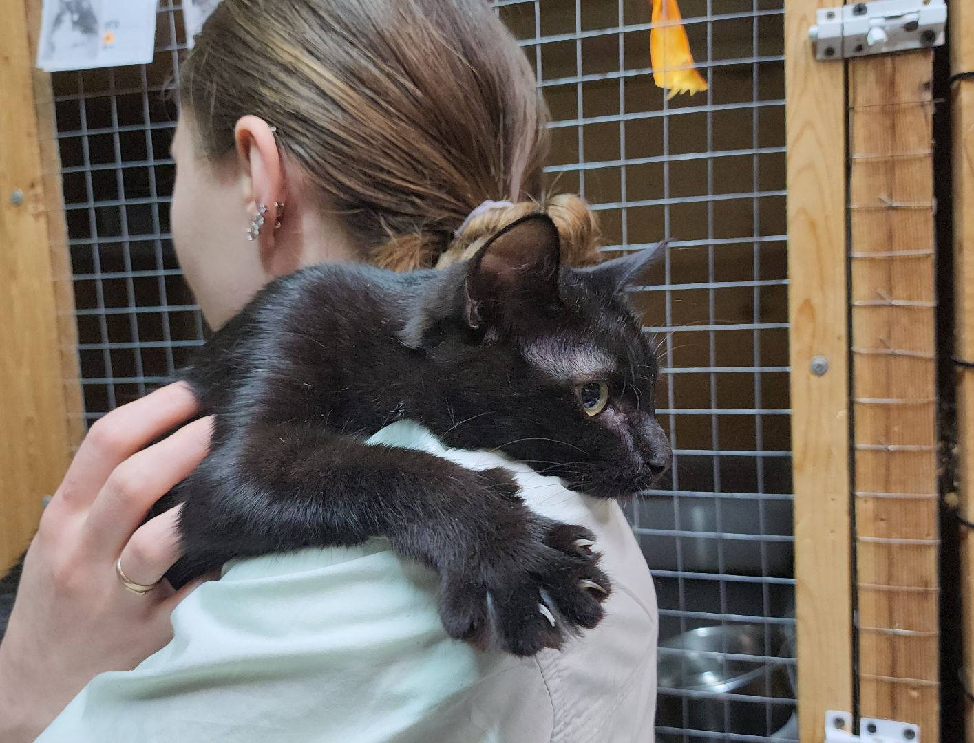 Дубна, Приют для кошек, Спасение животных, белгород, Кошки, Благотворительность,