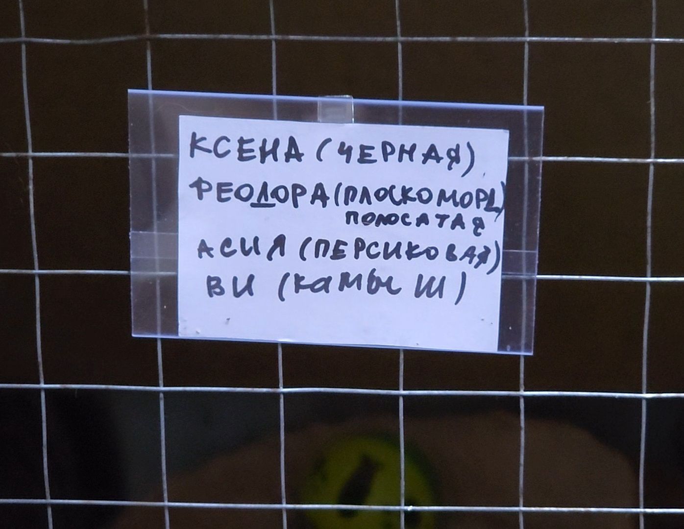 Дубна, Приют для кошек, Спасение животных, белгород, Кошки, Благотворительность,