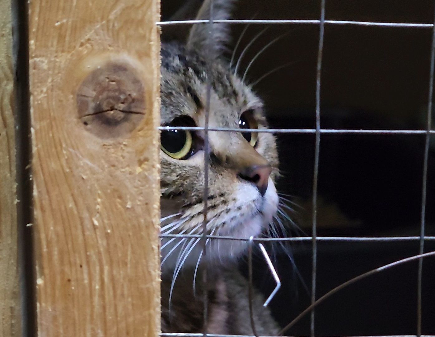 Дубна, Приют для кошек, Спасение животных, белгород, Кошки, Благотворительность,