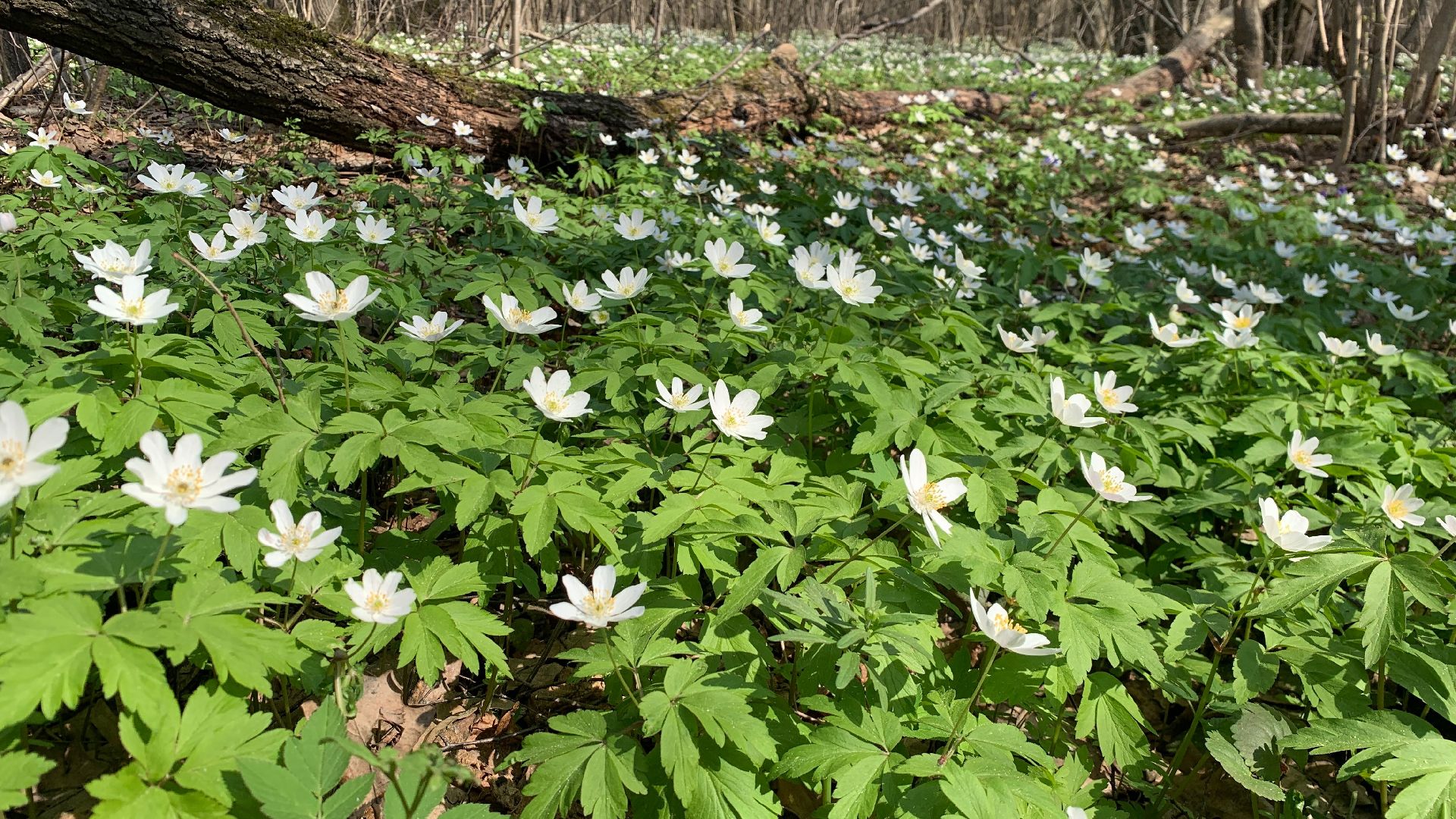 Михнево, весна, ветреница дубравная