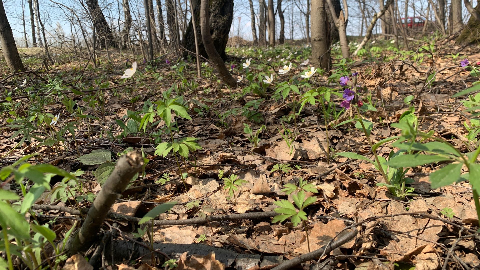 Михнево, весна, ветреница дубравная