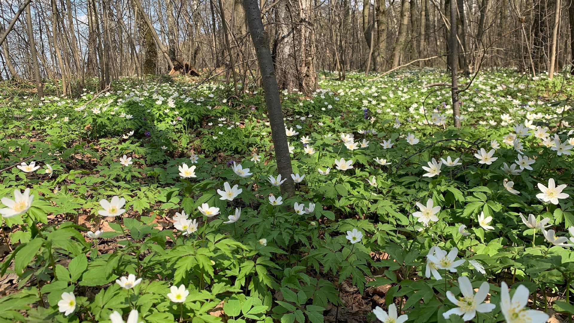 Михнево, весна, ветреница дубравная