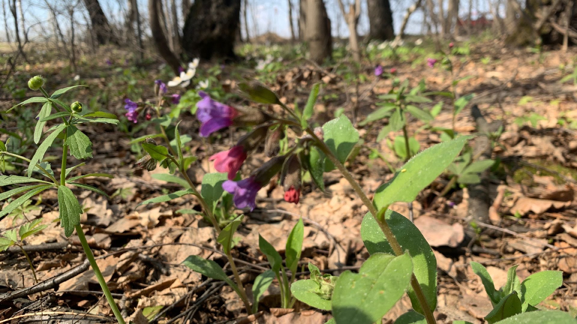Михнево, весна, ветреница дубравная