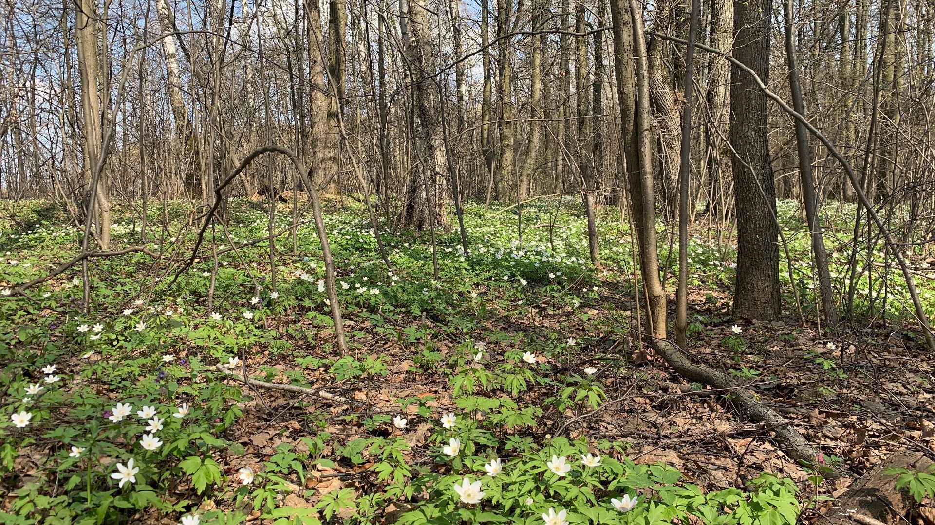 Михнево, весна, ветреница дубравная
