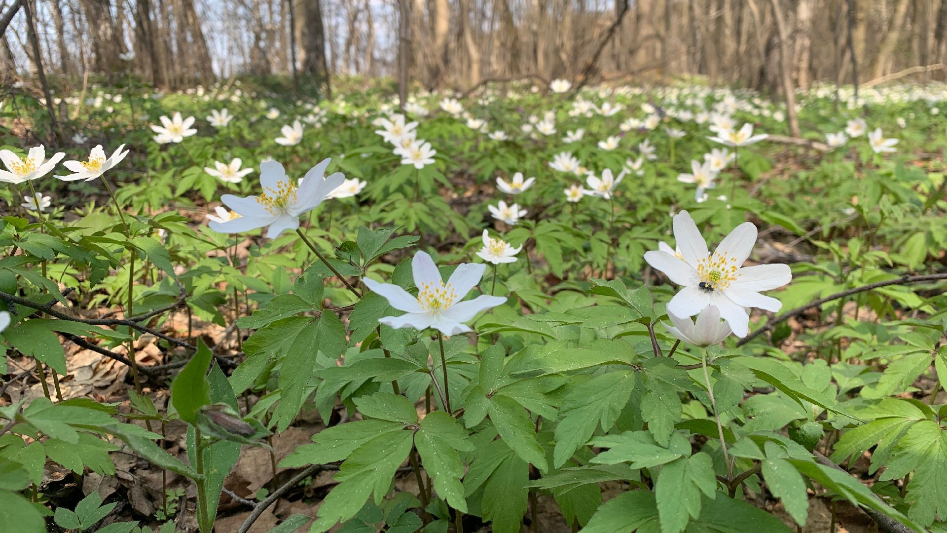 Михнево, весна, ветреница дубравная