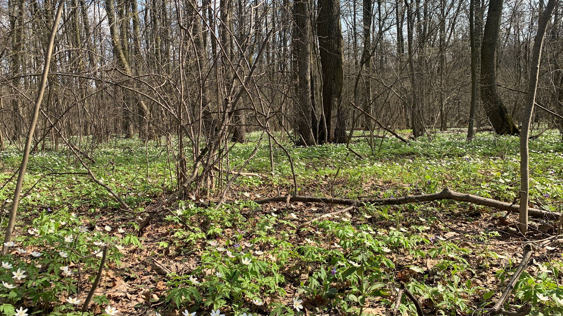 Михнево, весна, ветреница дубравная