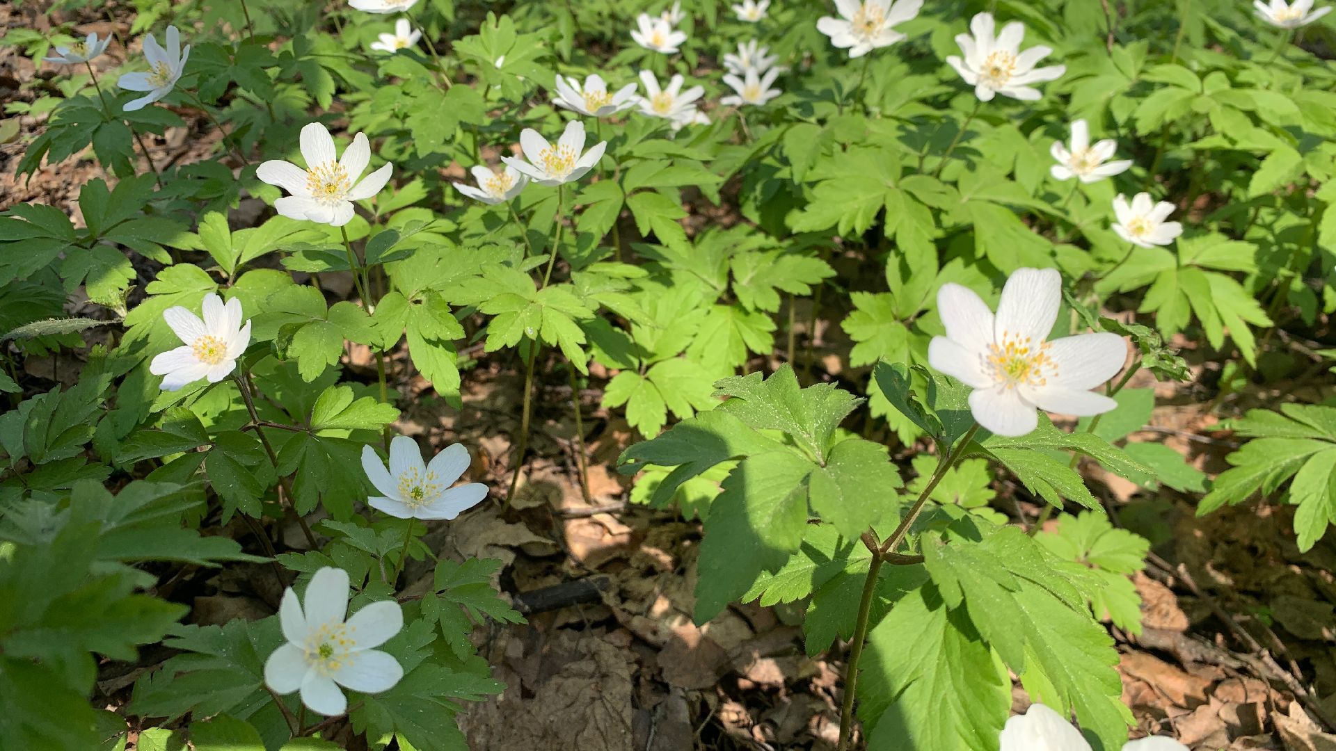 Михнево, весна, ветреница дубравная