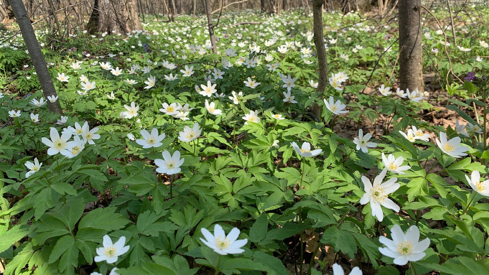Михнево, весна, ветреница дубравная