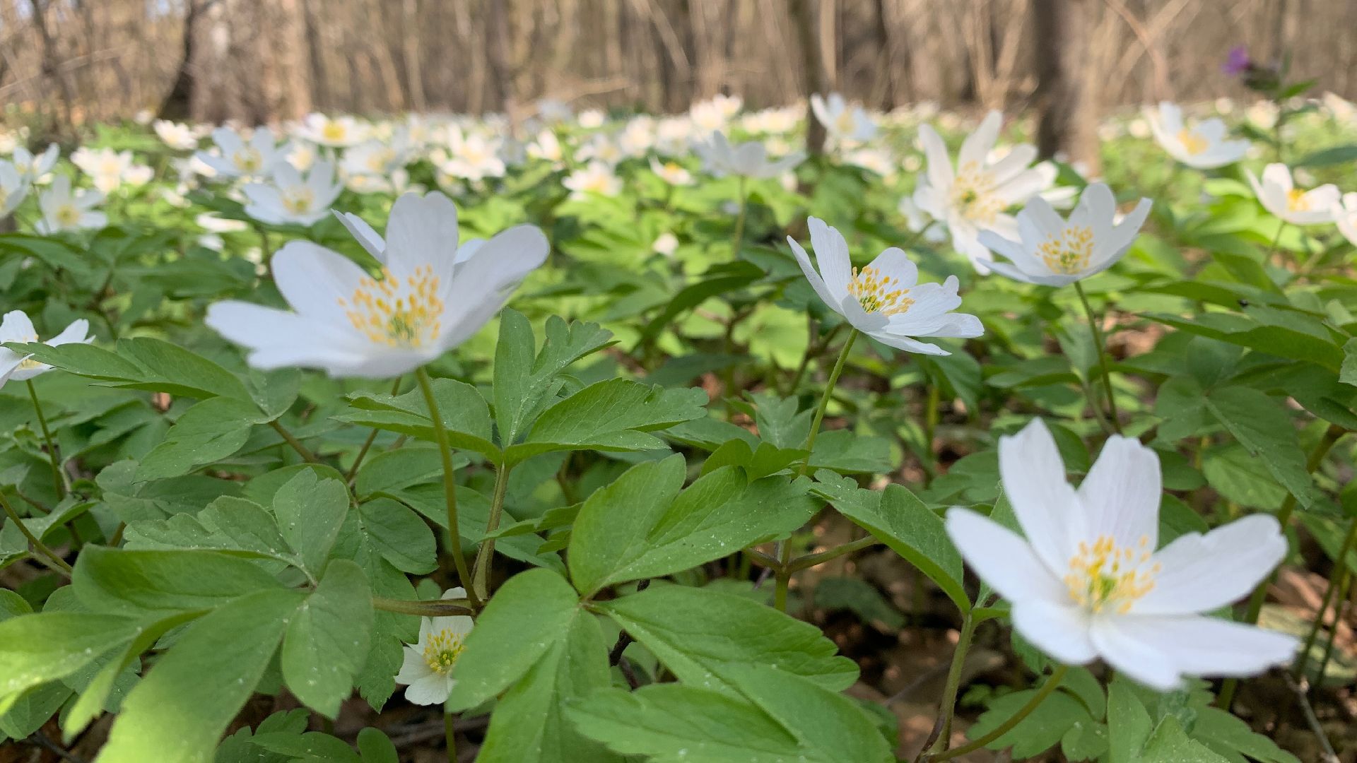 Михнево, весна, ветреница дубравная