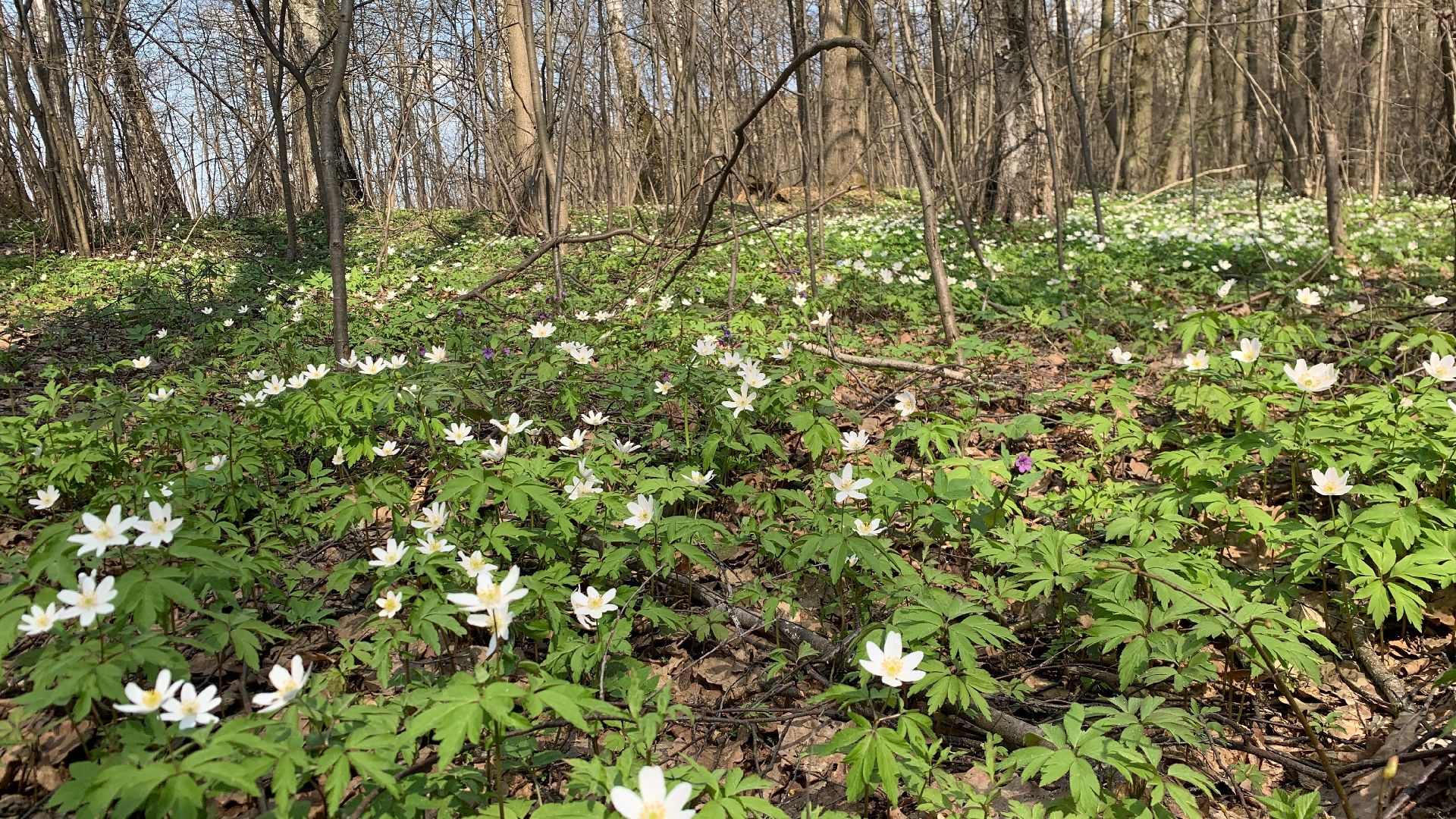 Михнево, весна, ветреница дубравная