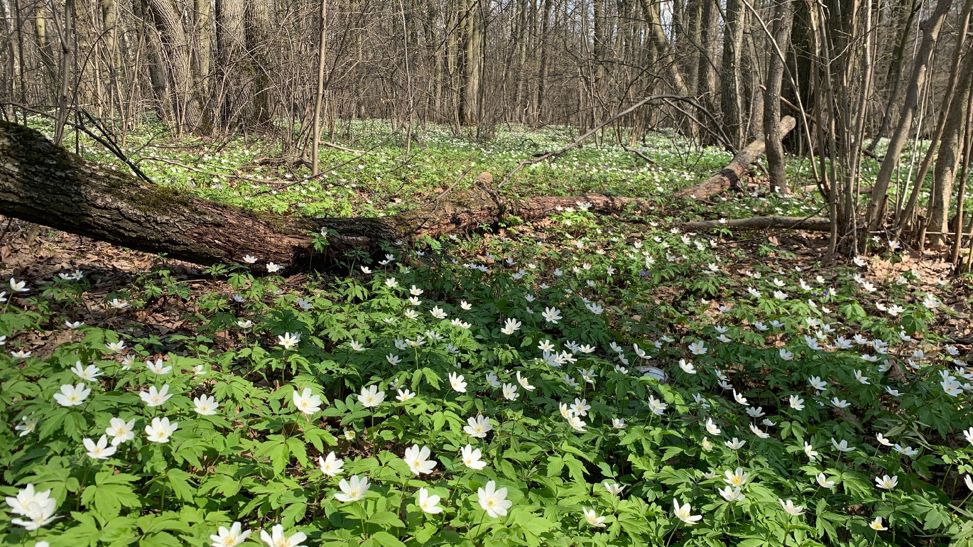Михнево, весна, ветреница дубравная